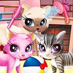 Kitty pet care salon